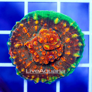 USA Cultured Ultra Chalice Coral