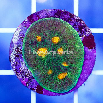 USA Cultured Ultra Chalice Coral