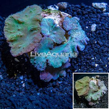 Cabbage Leather Coral Indonesia 