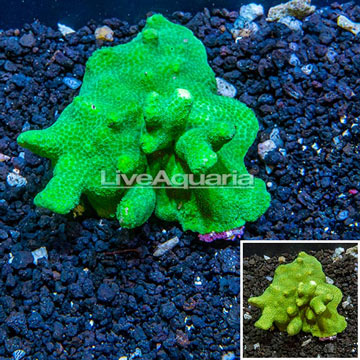 Porites Coral Fiji