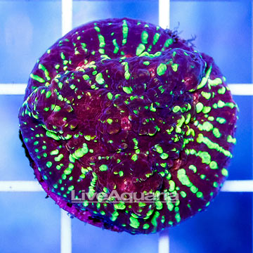 USA Cultured Ultra Chalice Coral