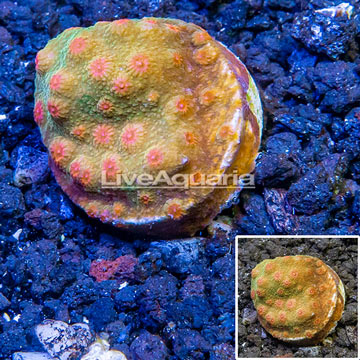 LiveAquaria® Cultured Cyphastrea Frag coral