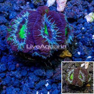 LiveAquaria® Cultured Acan Lord Coral