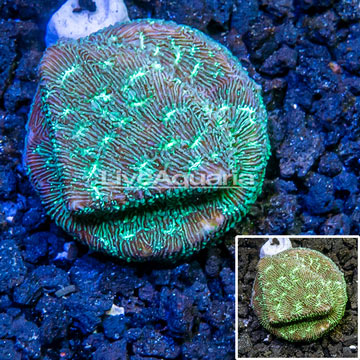 LiveAquaria® Cultured Leptoseris Coral 