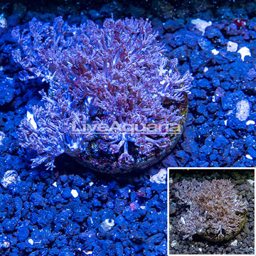 Xenia Coral Indonesia