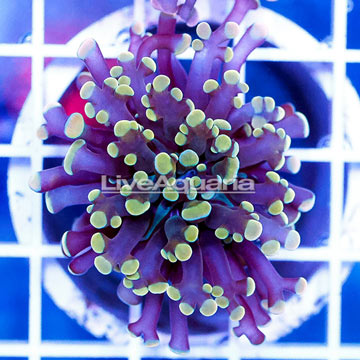 USA Cultured Gold Frogspawn Coral