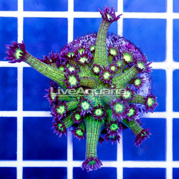 USA Cultured Glitter Bomb Goniopora Coral