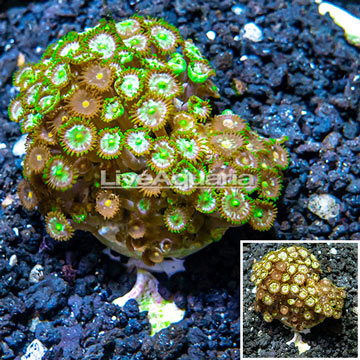 Zoanthus Coral Indonesia