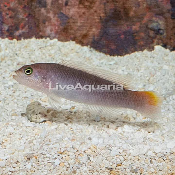 Yellow Breasted Dottyback