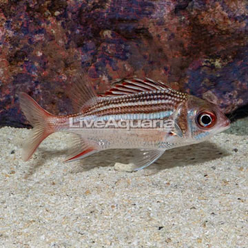 Dusky Squirrelfish 