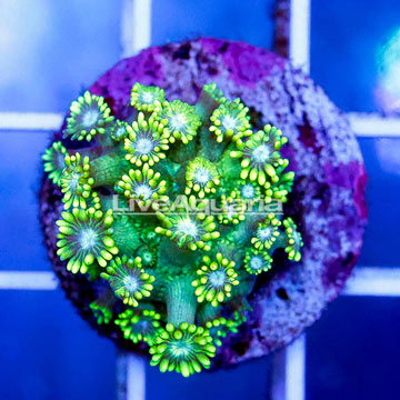 USA Cultured Goniopora Coral