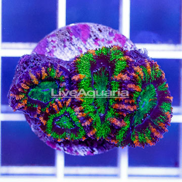 USA Cultured Acan Lord Coral