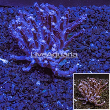 Tree Coral Indonesia