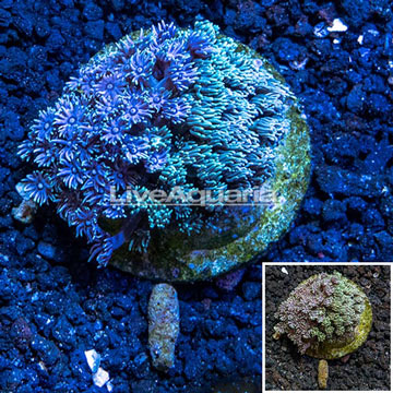  Goniopora Coral Indonesia 