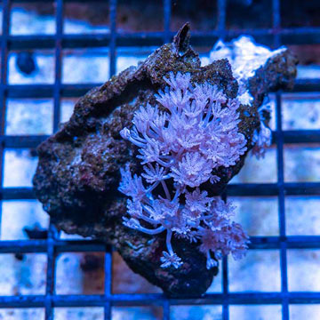 Xenia Coral Indonesia