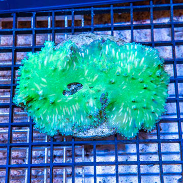 Green Cabbage Leather Coral Indonesia