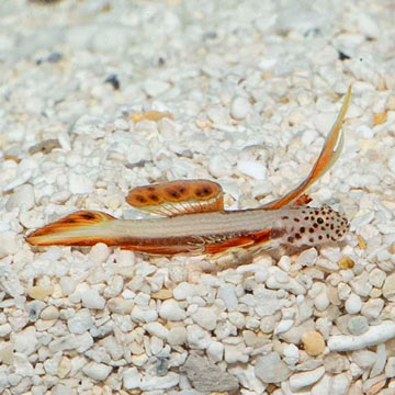 Flaming Prawn Goby