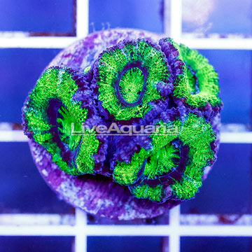 USA Cultured Acan Lord Coral