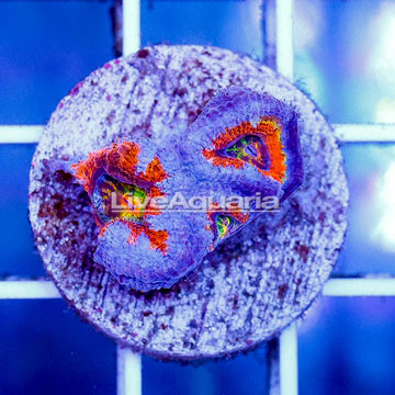 USA Cultured Rainbow Acan Lord Coral
