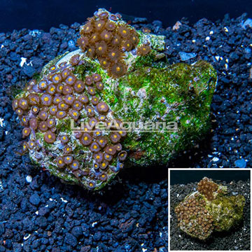 Zoanthus Coral Indonesia