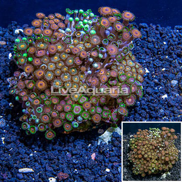 Zoanthus Coral Indonesia