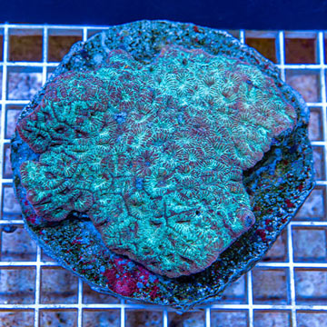 Goniastrea Brain Coral Indonesia
