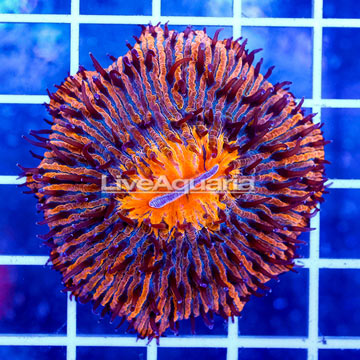 Short Tentacle Plate Coral Indonesia