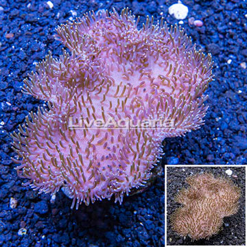 Toadstool Mushroom Leather Coral Indonesia