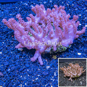 Tree Coral Indonesia