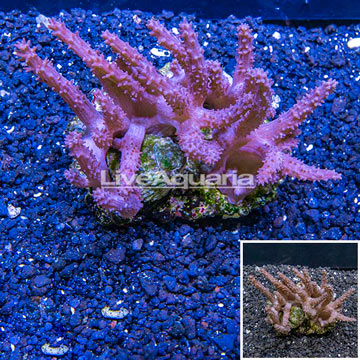 Tree Coral Indonesia