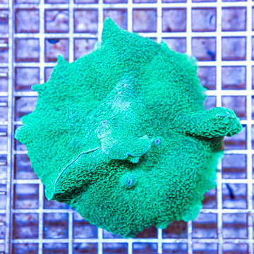 Rhodactis Mushroom Rock Indonesia