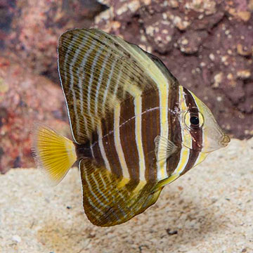 Sailfin Tang [Blemish]