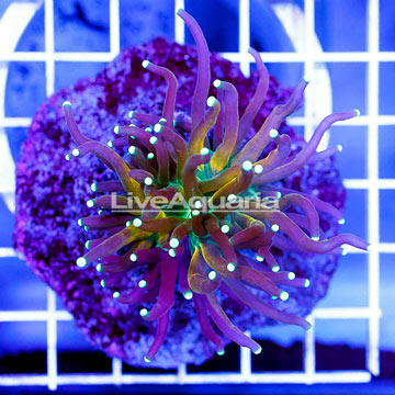 Tiger Torch Coral Indonesia