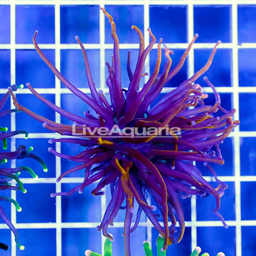 Black and Gold Torch Coral Indonesia