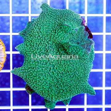 Rhodactis Elephant Ear Mushrooms Indonesia