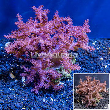  Pineapple Tree Coral Indonesia