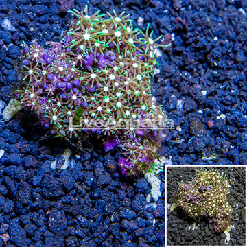 Starburst Polyps Indonesia