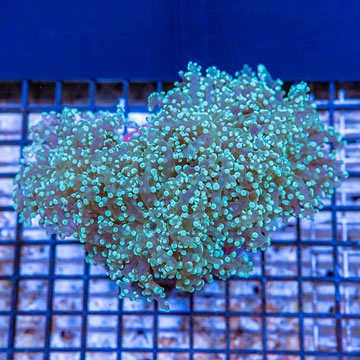 Frogspawn Coral Indonesia