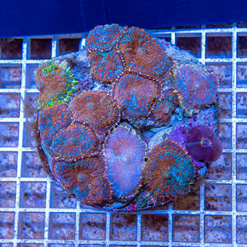 Rhodactis Mushroom Rock Indonesia