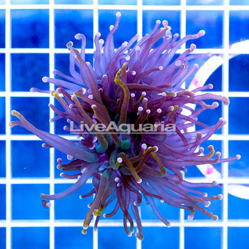USA Cultured Torch Coral