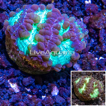 LiveAquaria® Cultured Blastomussa Wellsi Coral 