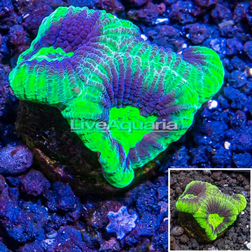 LiveAquaria® Cultured Favia Brain Coral