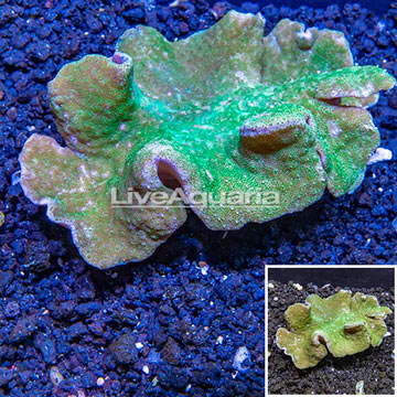 Cabbage Leather Coral Tonga