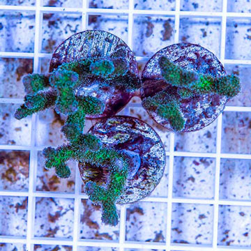 LiveAquaria® Three Pack Cultured Pocillopora Coral