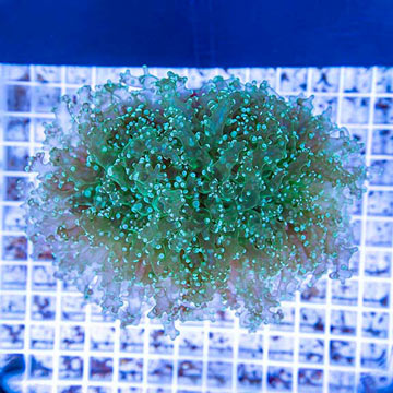 Frogspawn Coral Indonesia