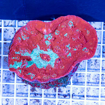 Ultra Chalice Coral Indonesia