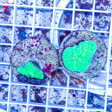 LiveAquaria® Two Pack Cultured Cabbage Leather Coral