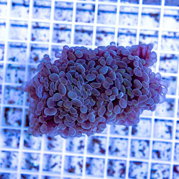 LiveAquaria® Cultured Hammer Coral