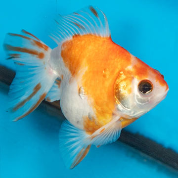 Orange Ryukin Goldfish