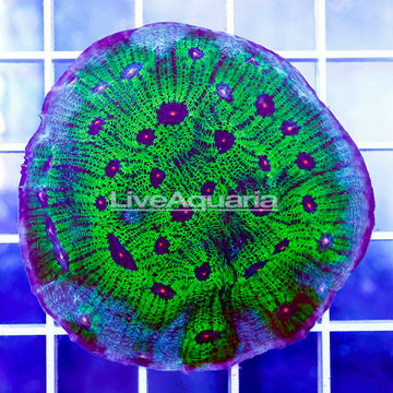 USA Cultured Ultra Chalice Coral